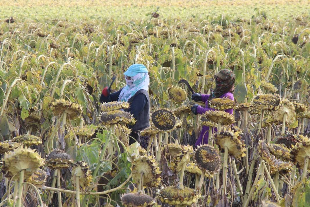 Ağrı Dağı eteklerinde hasadı başladı: 310 milyonluk getiri bekleniyor 7